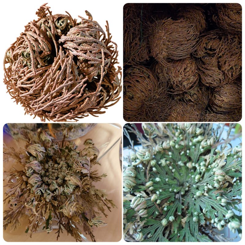 "Jeeriko(Jericho) roos"- Selaginella lepidophylla   pisikene armas taim, mis ärkab ellu. SAATMINE TASUTA.